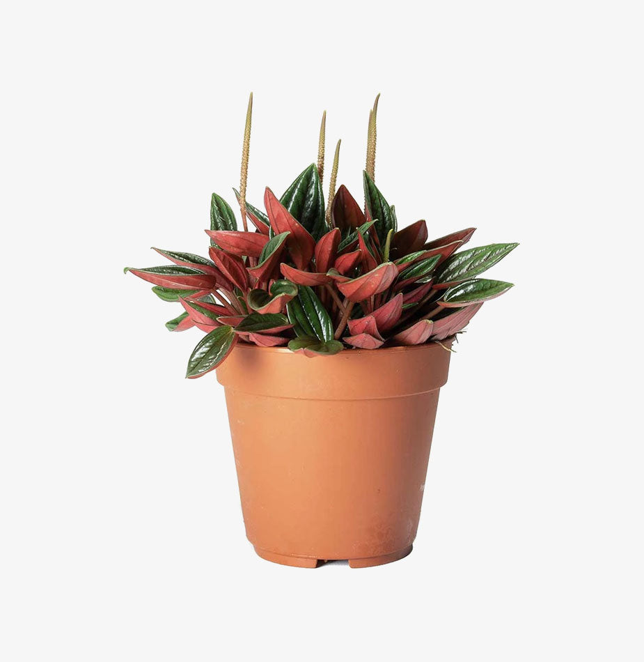 Peperomia caperata Rosso