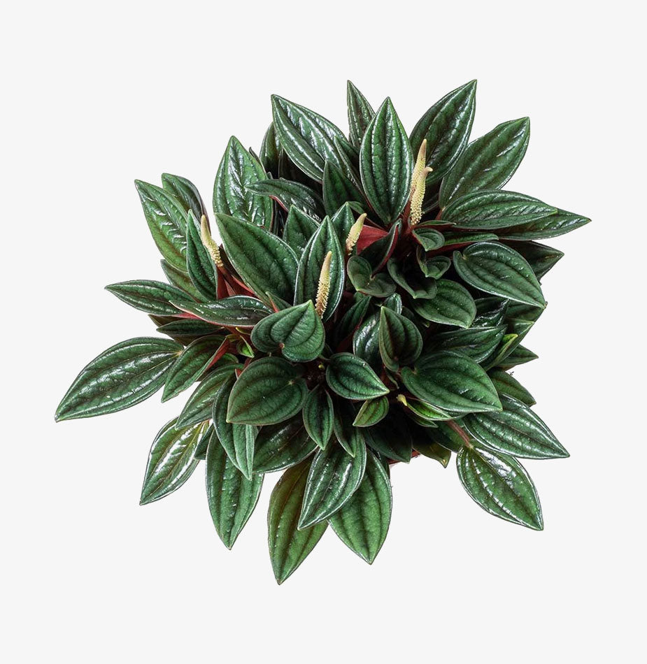 Peperomia caperata Rosso