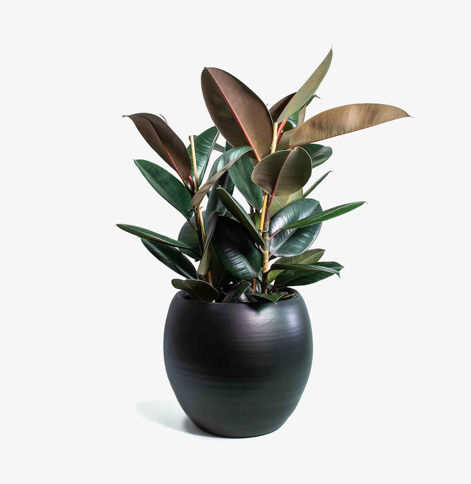 Rubber Plant