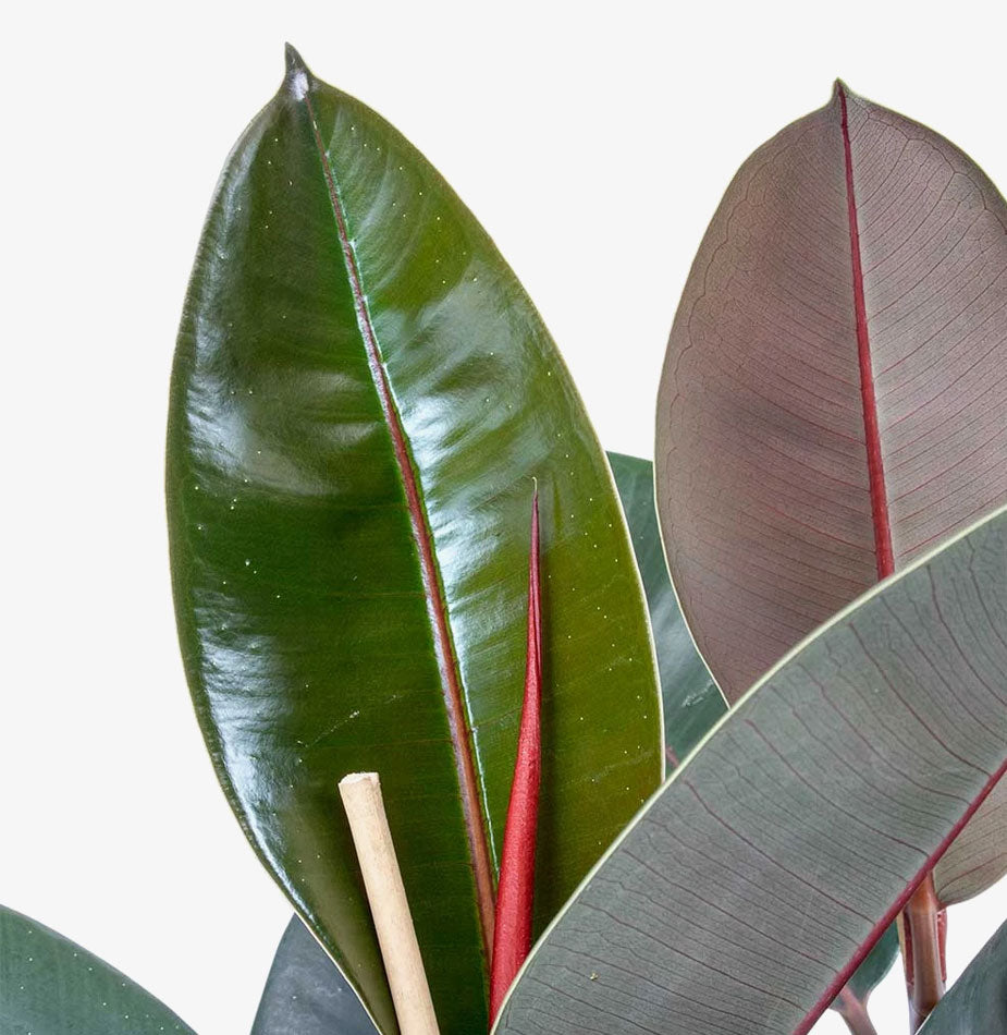 Rubber Plant