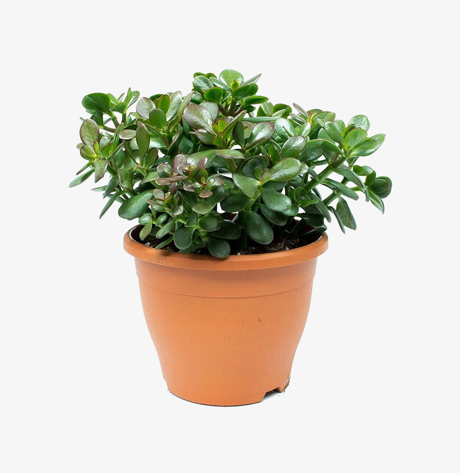 Jade Plant