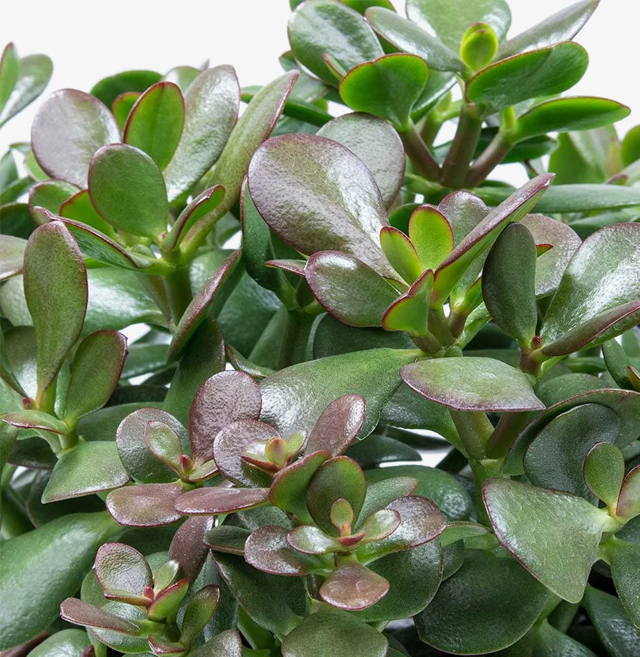 Jade Plant