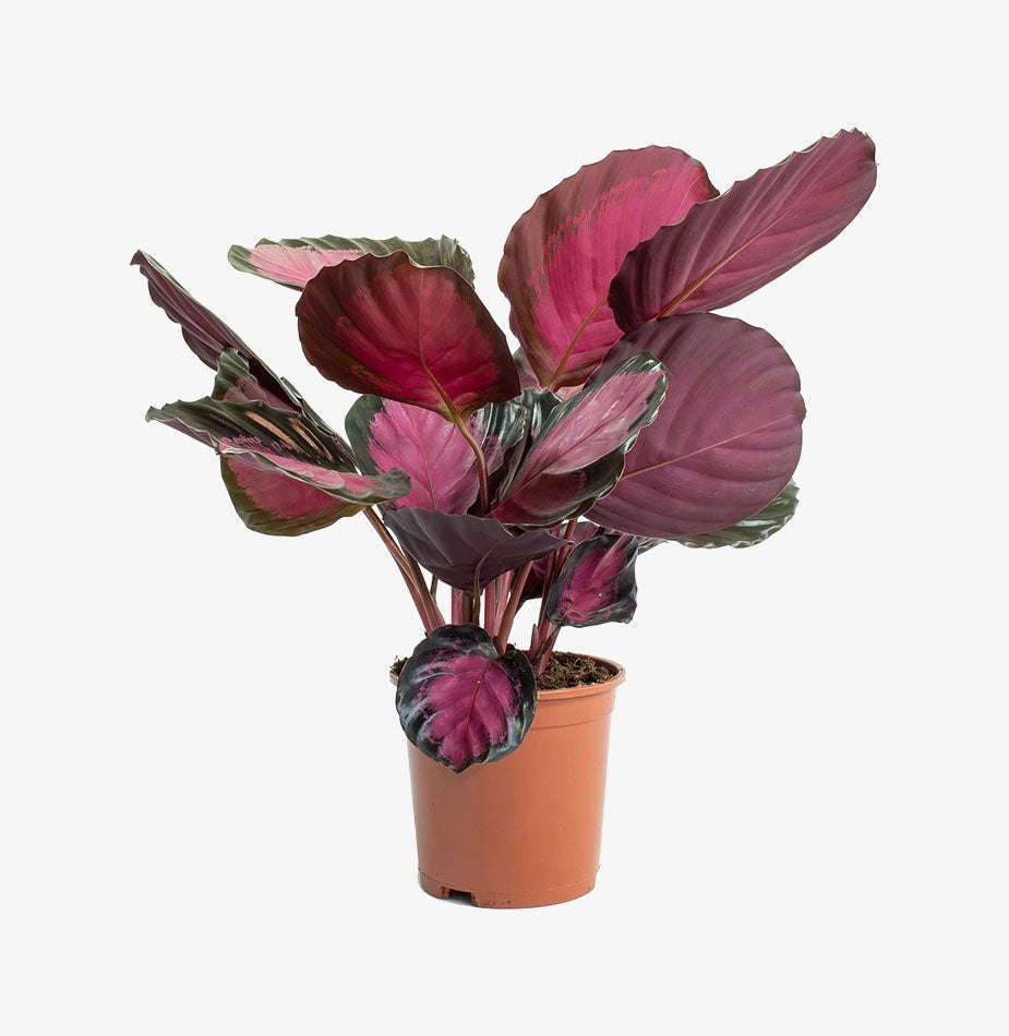 Calathea picturata Crimson