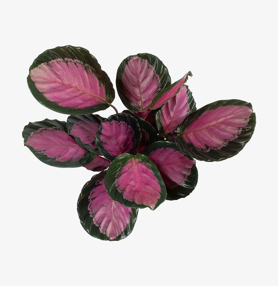 Calathea picturata Crimson