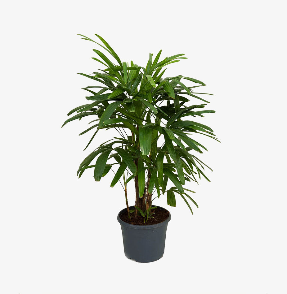 Rhapis excelsa - Lady Palm