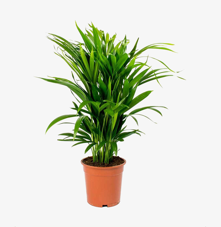 Areca Palm