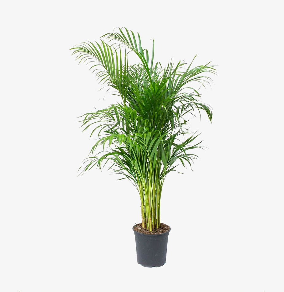 Areca Palm