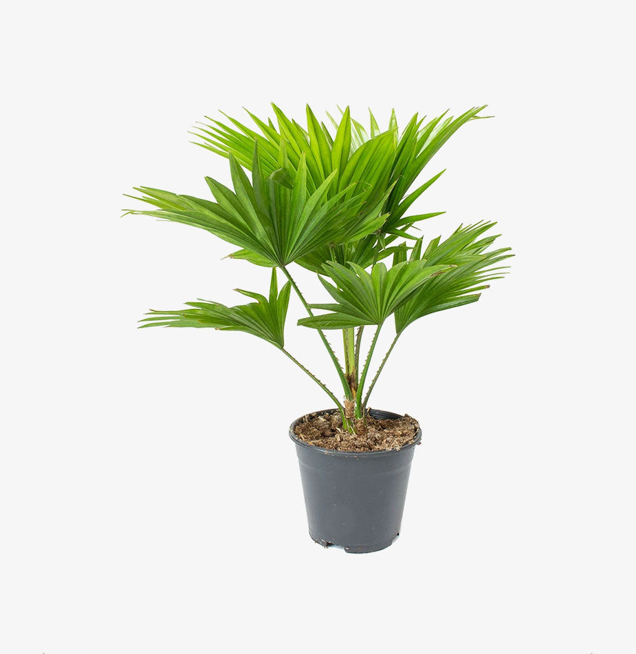 Footstool Palm