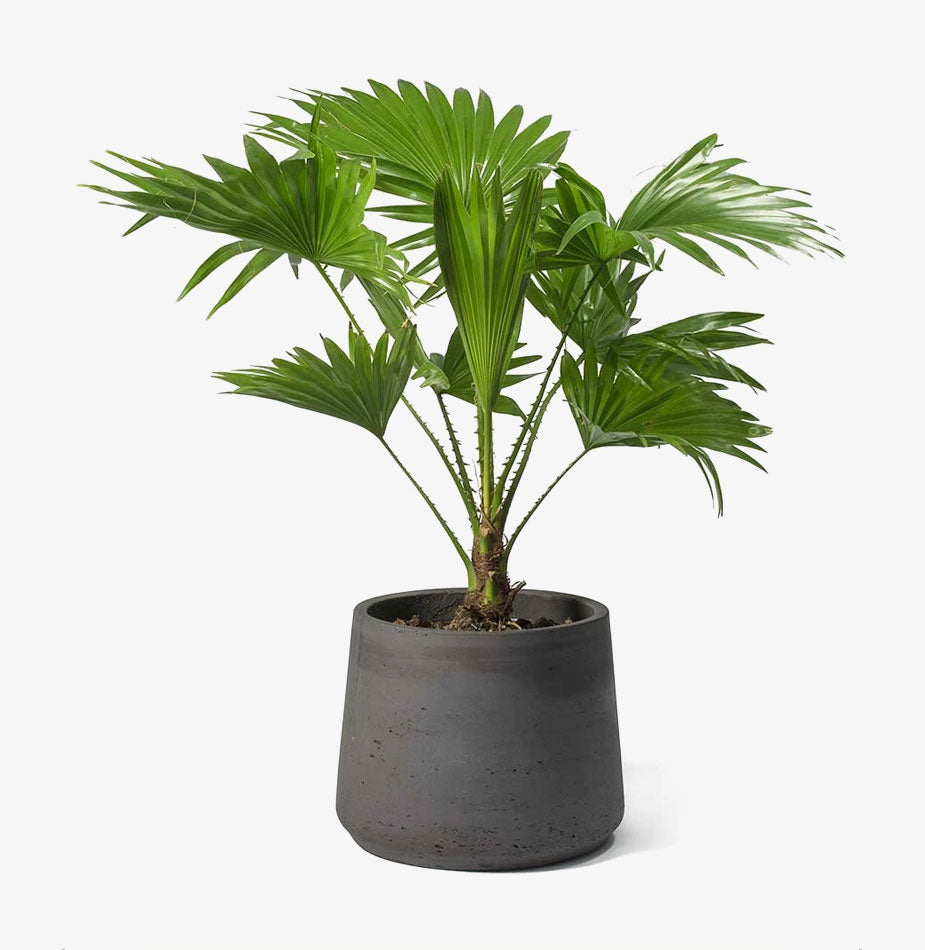 Footstool Palm