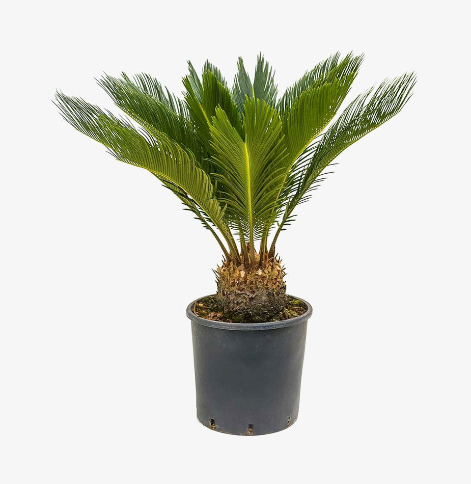 Sago Palm