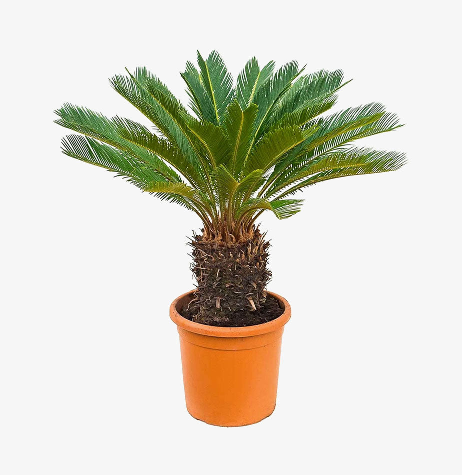 Sago Palm