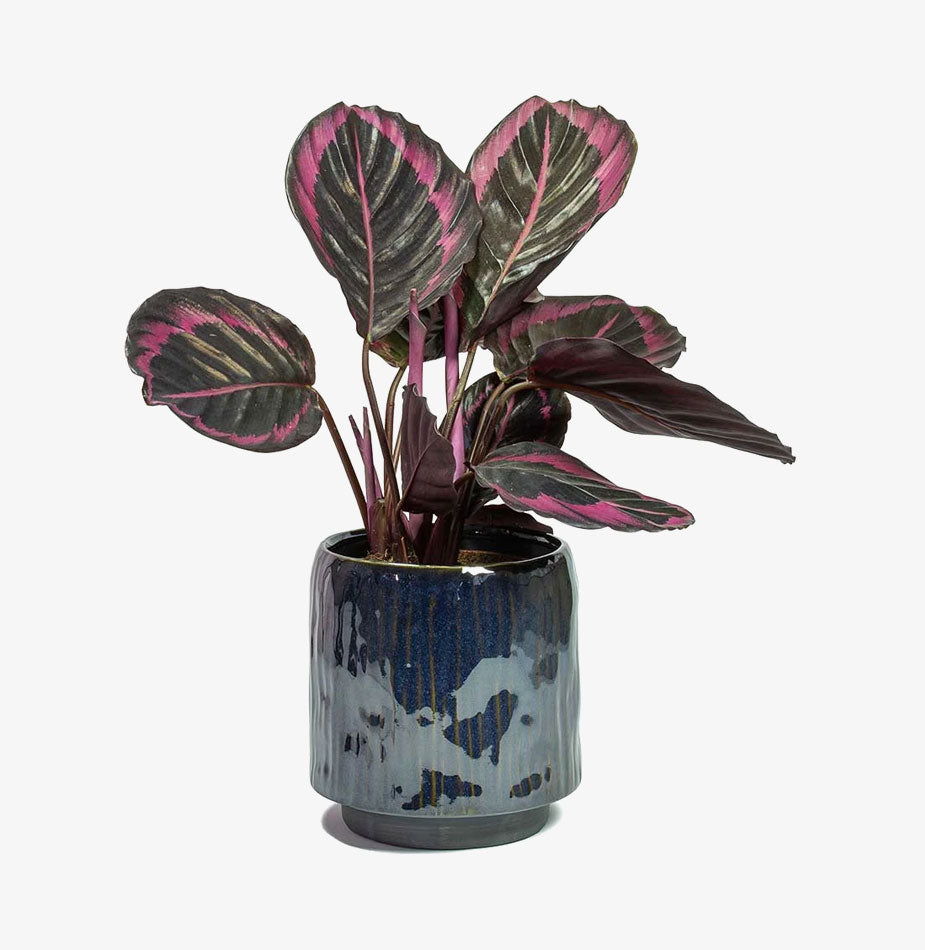 Rose Painted Calathea