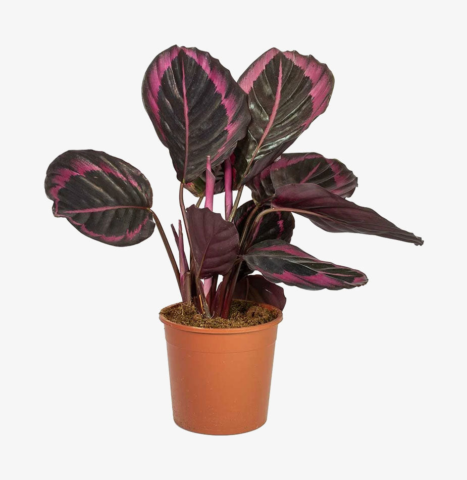 Rose Painted Calathea