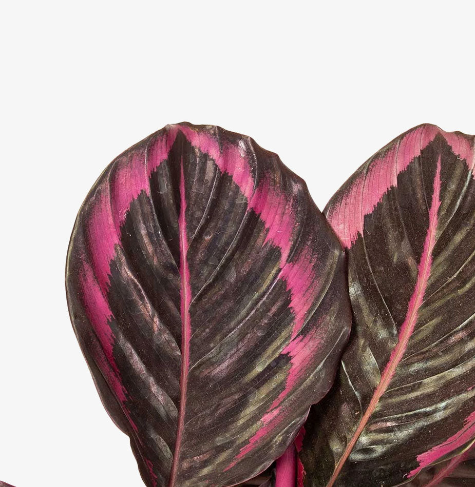 Rose Painted Calathea