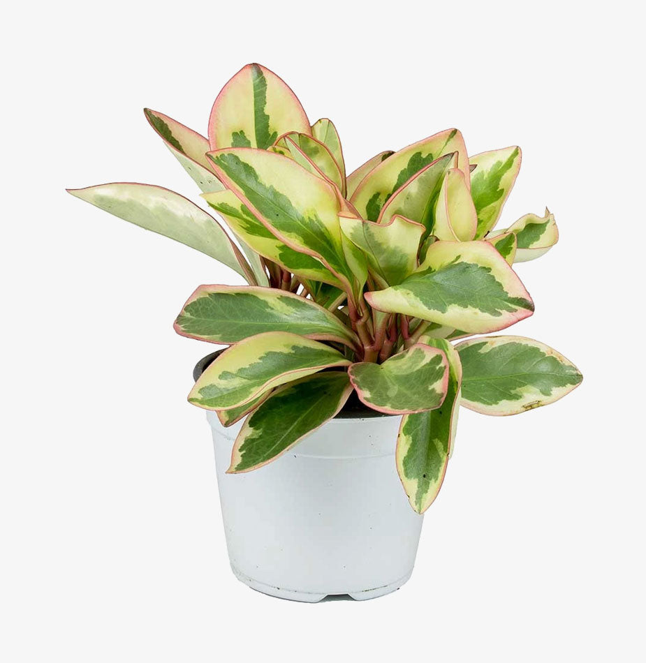 Variegated Red Edged Radiator Plant