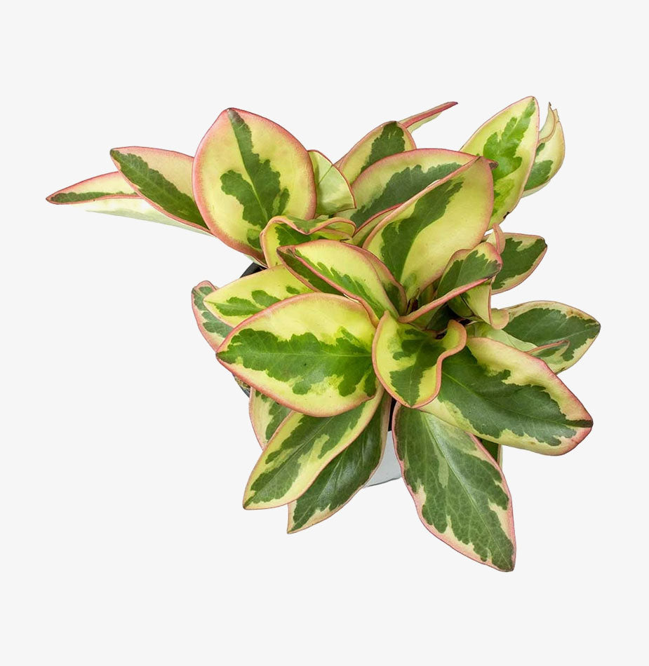 Variegated Red Edged Radiator Plant