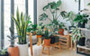 Plants Help Make Your House More Beautiful