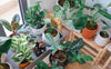 Why You Need Plants in Your Life