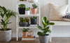 Plants By Room: Low Light Plants at Home