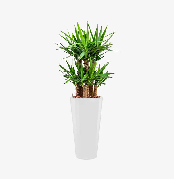 indoor plant starter stand Plant Stands – Plantza