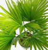 TropicalWave Areca